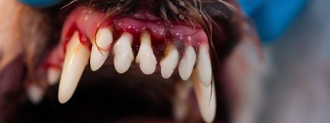 Dental Hygiene in Dogs | ORAVET®